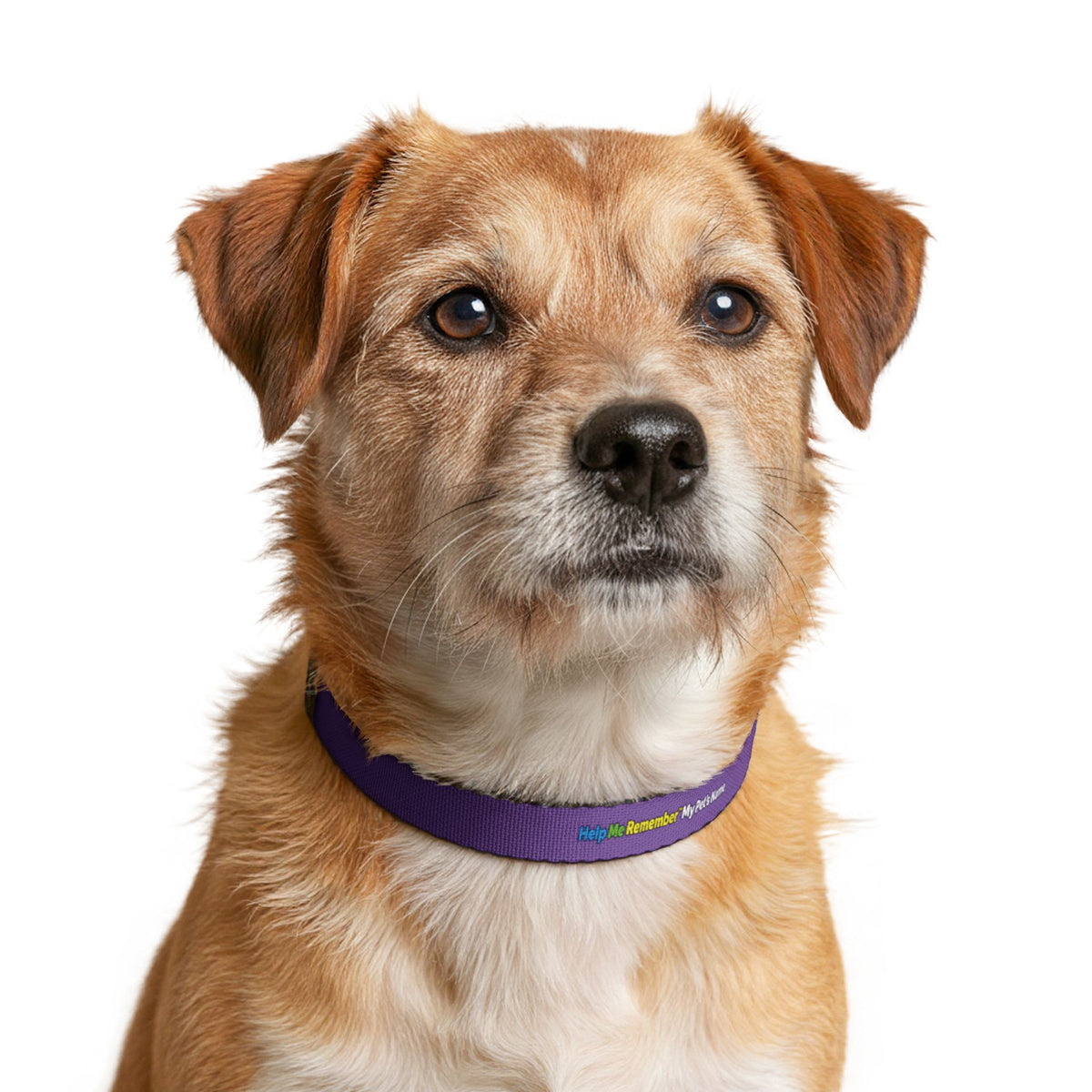 Help Me Remember My Pet’s Name™ – Clip-On Pet Collar
